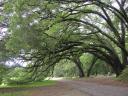 Grand Oaks